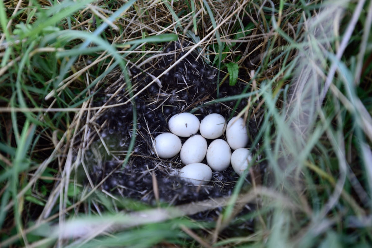 ND: Delta Waterfowl Nest Checks