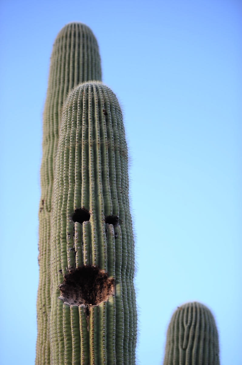 AZ: Waving Saguaro Cactus in Tucson