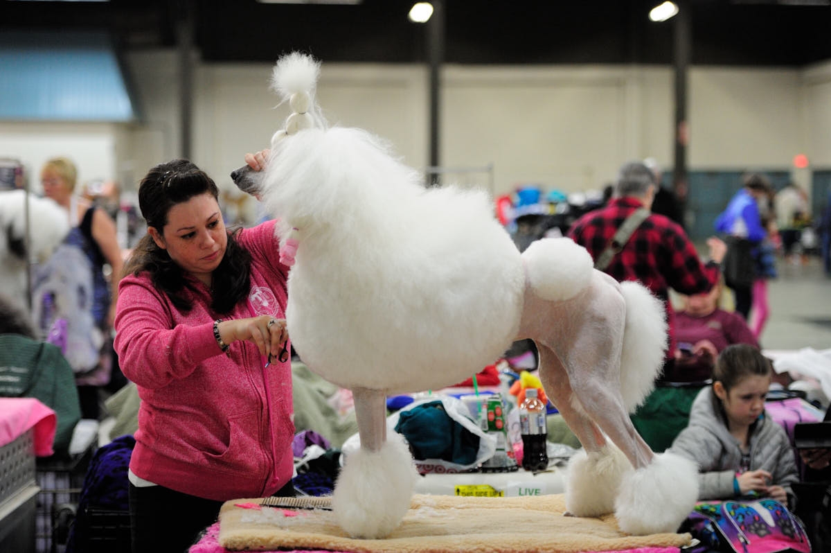 OR: 2016 Rose City Classic Dog Show