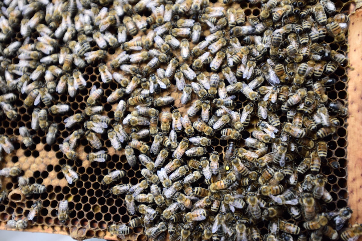 ND: Beekeeping in North Dakota
