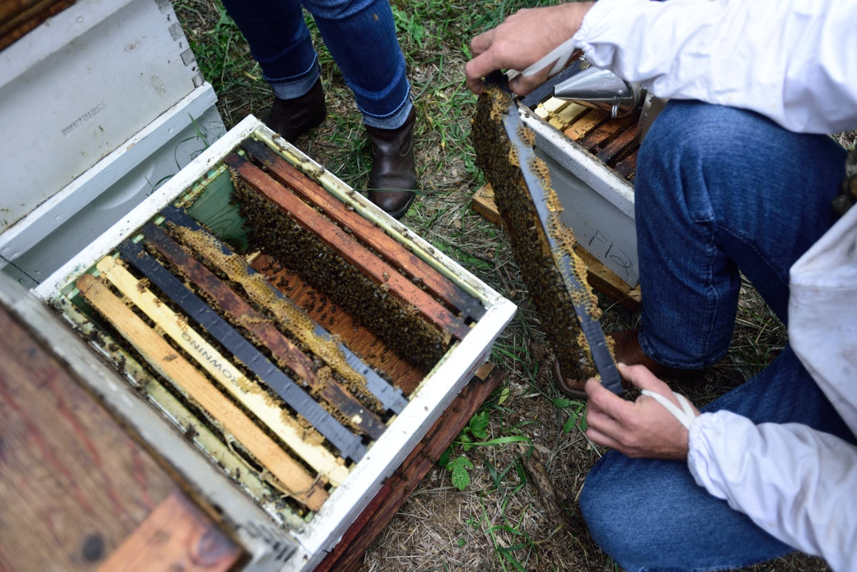 ND: Beekeeping in North Dakota