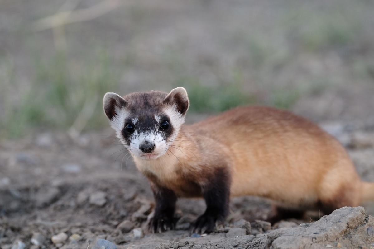 WY: Black-Footed Ferrets Reintroduced at Discovery Site Near Meeteetse