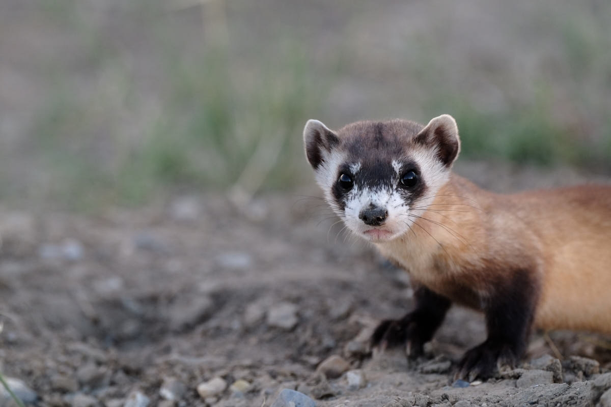WY: Black-Footed Ferrets Reintroduced at Discovery Site Near Meeteetse